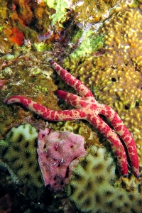 Linckia multifora