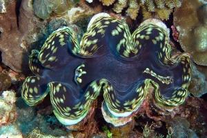 Tridacna squamosa