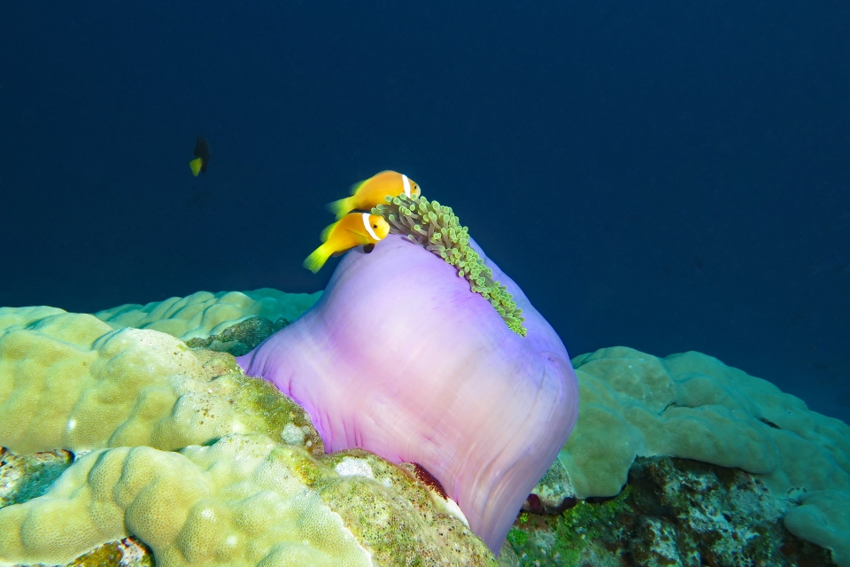 Heteractis magnifica, Amphiprion nigripes