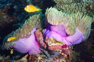 Heteractis magnifica, Amphiprion nigripes