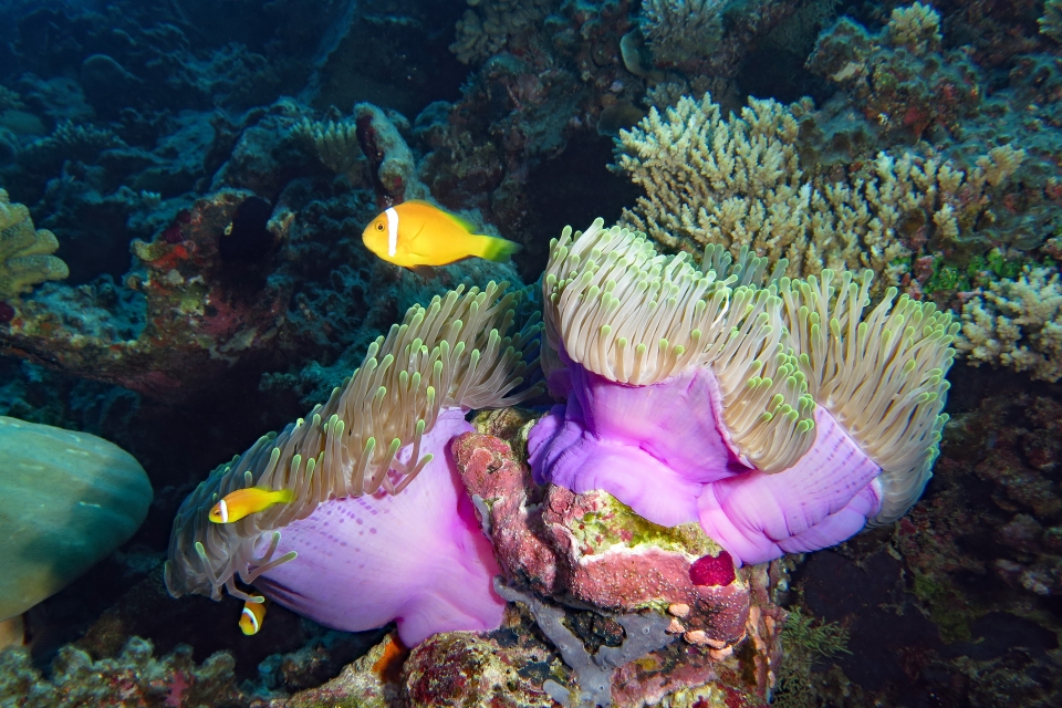 Heteractis magnifica, Amphiprion nigripes