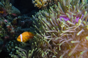 Heteractis magnifica, Amphiprion nigripes