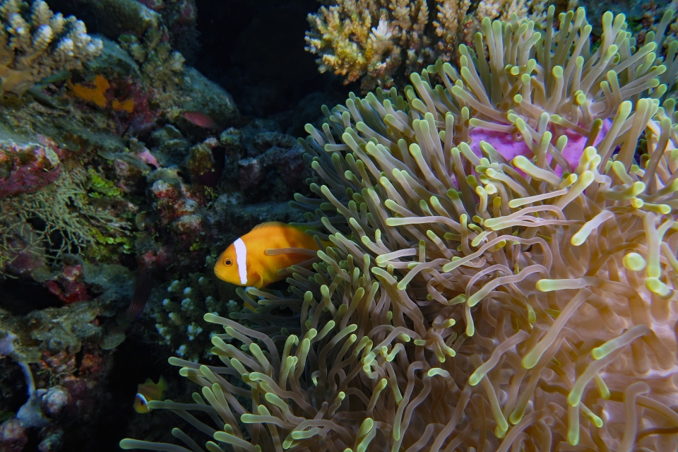 Heteractis magnifica, Amphiprion nigripes