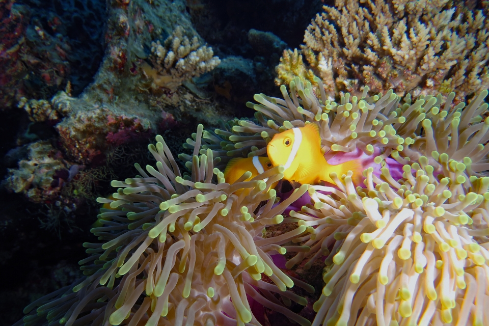 Heteractis magnifica, Amphiprion nigripes