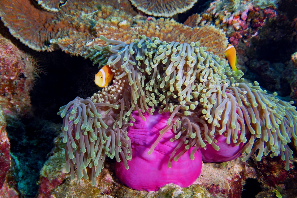 Heteractis magnifica, Amphiprion nigripes