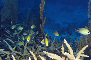 Chromis scotochiloptera