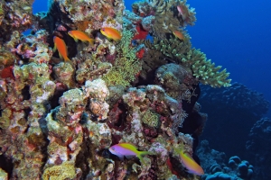 Pseudanthias squamipinnis, Pseudanthias evansi