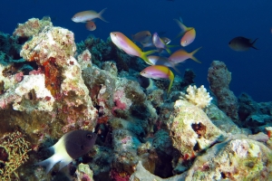 Pseudanthias evansi, Chromis dimidiata