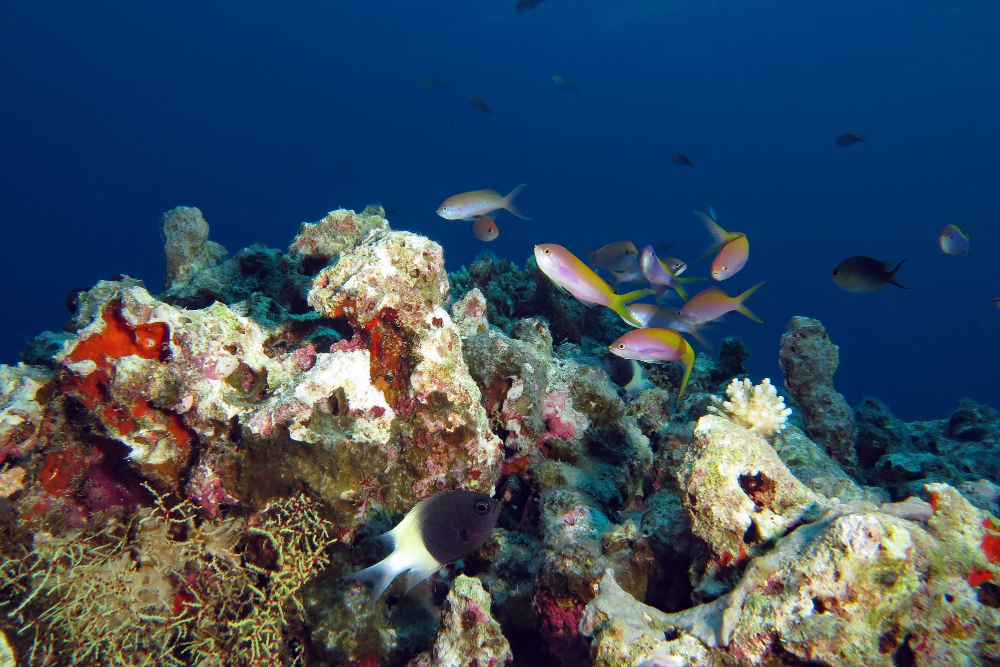 Pseudanthias evansi, Chromis dimidiata