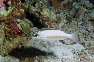 Scolopsis bilineata