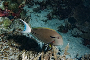 Acanthurus nigricauda