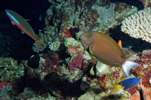 Pterocaesio tile, Acanthurus thompsoni, Pomacentrus philippinus, Chaetodon guttatissimus