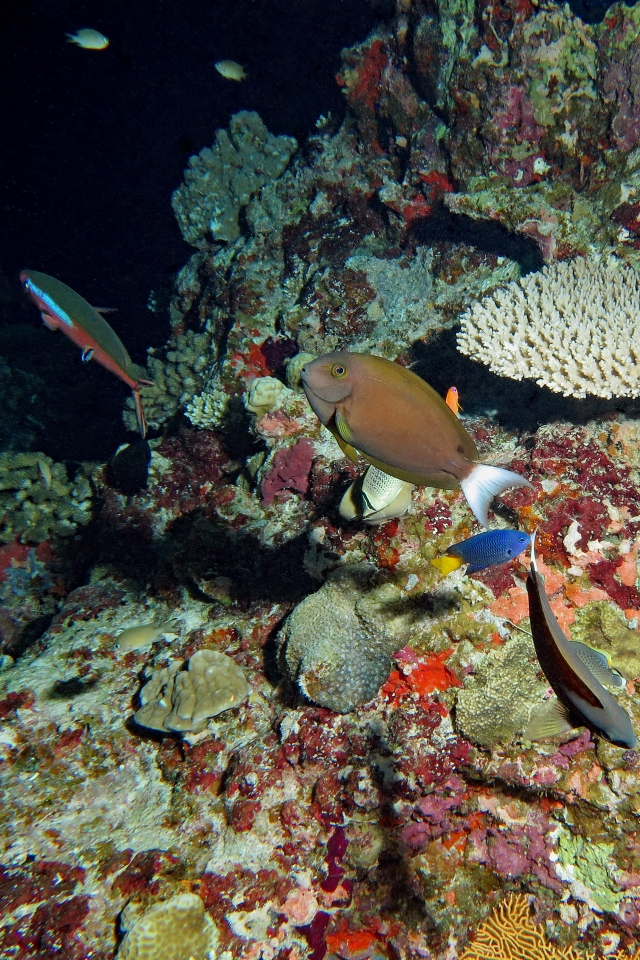 Pterocaesio tile, Acanthurus thompsoni, Pomacentrus philippinus, Chaetodon guttatissimus