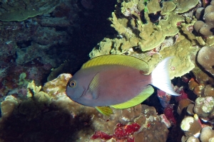 Acanthurus thompsoni