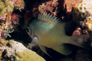 Amblyglyphidodon indicus