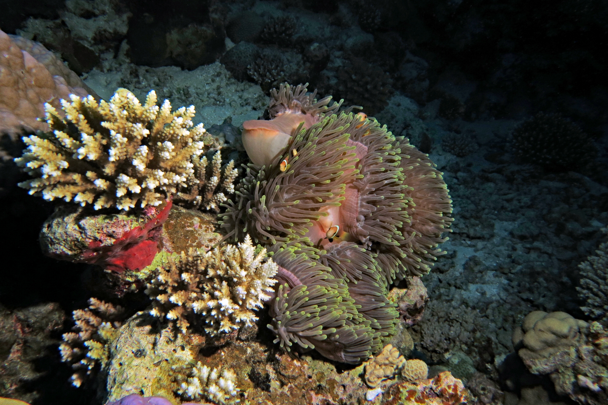 Heteractis magnifica, Amphiprion nigripes