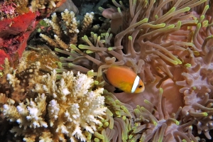 Heteractis magnifica, Amphiprion nigripes