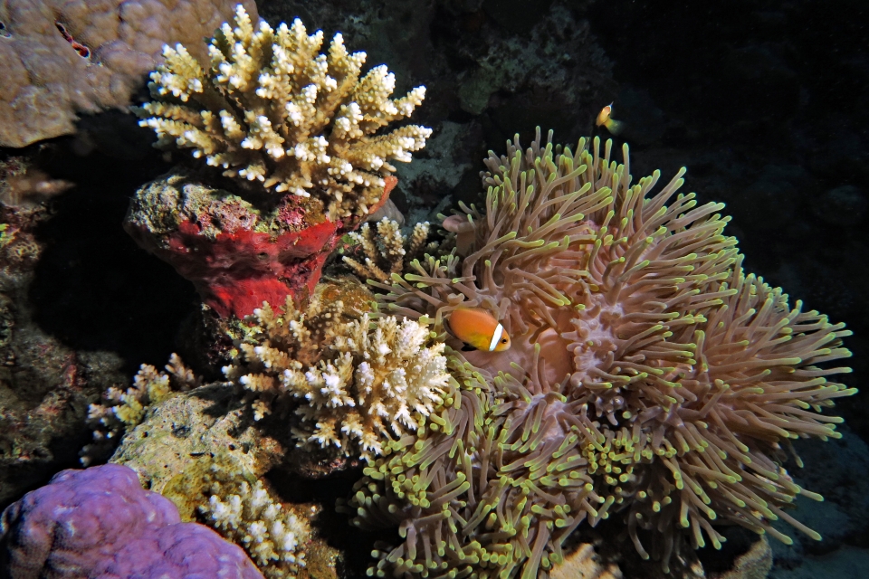 Heteractis magnifica, Amphiprion nigripes