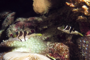 Canthigaster valentini