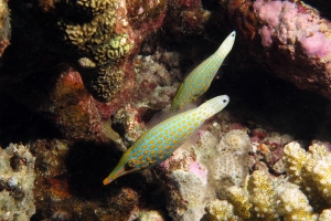 Oxymonacanthus longirostris