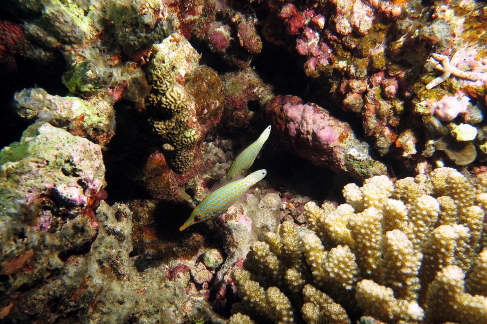 Oxymonacanthus longirostris