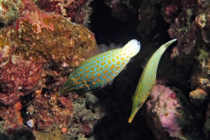 Oxymonacanthus longirostris