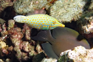 Oxymonacanthus longirostris, Ctenochaetus striatus