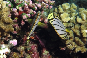 Chaetodon meyeri