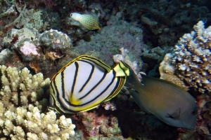 Chaetodon meyeri, Ctenochaetus striatus, Oxymonacanthus longirostris