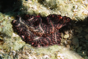 Pseudobiceros bedfordi