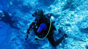 Plongeurs en attente du passage d'un ou plus, requin tigre