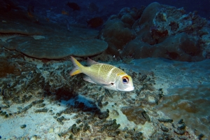 Monotaxis heterodon