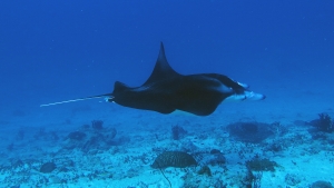 Mobula alfredi