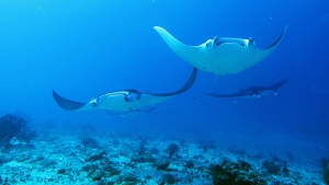 Mobula alfredi