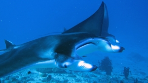 Mobula alfredi