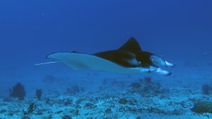 Mobula alfredi