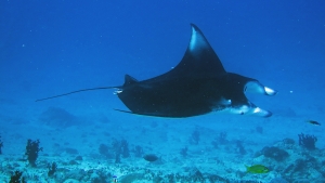 Mobula alfredi