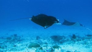 Mobula alfredi