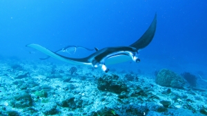 Mobula alfredi