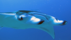 Mobula alfredi