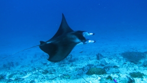 Mobula alfredi