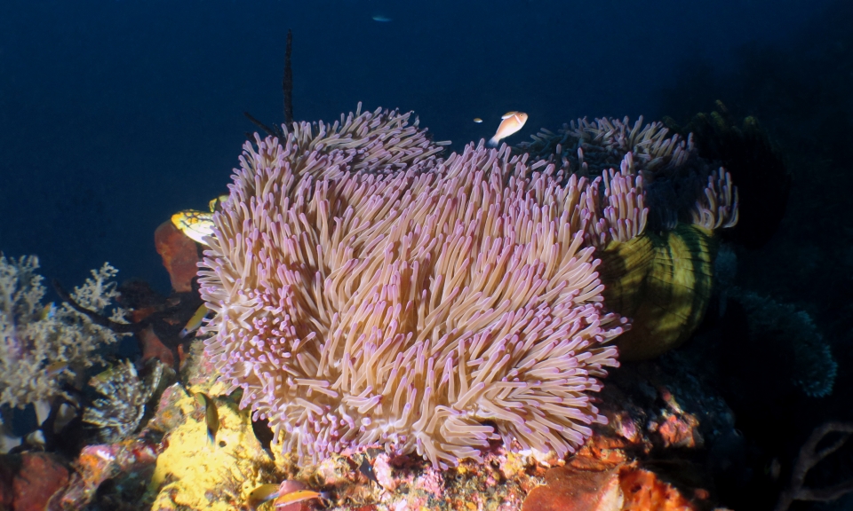 Heteractis magnifica, Amphiprion perideraion