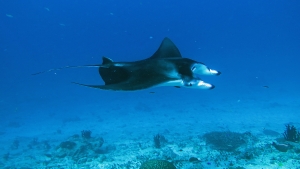 Mobula alfredi