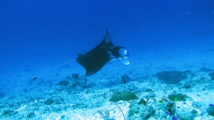 Mobula alfredi