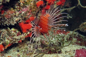 Pterois antennata