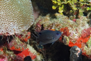 Pomacentrus indicus