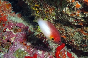 Bodianus axillaris