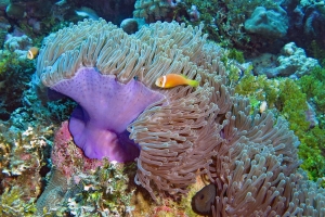 Amphiprion nigripes, Heteractis magnifica