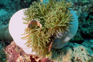 Heteractis magnifica, Amphiprion perideraion