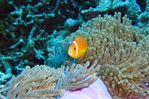 Amphiprion nigripes, Heteractis magnifica